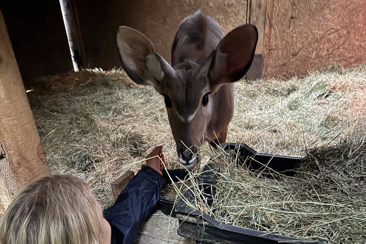 ACS arranges charter for Linus, the greater kudu